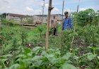 Bhabinkamtibmas-Desa-Kemantren-Bersama-Warga-Data-Kendala-Lahan-Cabai-untuk-Ketahanan-Pangan