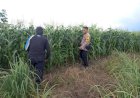 Polresta-Sidoarjo-Dorong-Swasembada-Pangan,-Polisi-Turun-Langsung-Dampingi-Petani-Jagung