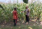 Sukseskan-Swasembada-Pangan,-Anggota-Polsek-Buduran-Masifkan-Pengecekan-Lahan-Jagung