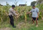 Sinergi-Polisi-Cinta-Petani,-Polsek-Prambon-Sidoarjo-Genjot-Swasembada-Pangan-Lewat-Lahan-Jagung