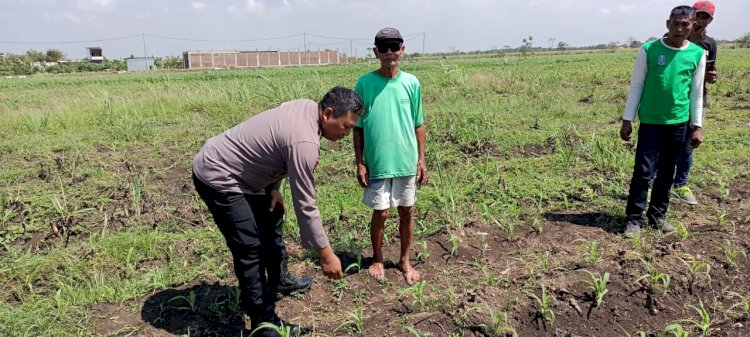 Masifkan Gerakan Ketahanan Pangan, Polisi di Kecamatan Tarik Dampingi Petani