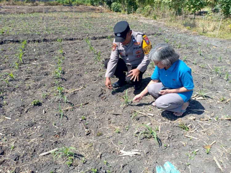 Polsek Taman Patroli dan Pantau Lahan Jagung untuk Dukung Ketahanan Pangan