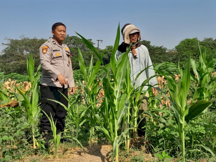 Polsek Krian Cek Pertumbuhan Jagung di Desa Junwangi, Sukseskan Swasembada Pangan