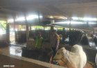 Bhabinkamtibmas-Pertapan-Maduretno-Sambangi-Warga-Peternak-Sapi-untuk-Dukung-Ketahanan-Pangan