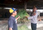 Perhatikan-Gizi-Masyarakat,-Tingkatkan-Kualitas-Ternak-Sapi