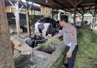 Bhabinkamtibmas-Desa-Becirongengor-Cek-Lahan-Pekarangan-Pangan-Bergizi-untuk-Ternak-Sapi
