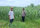 Polsek-Tarik-Cek-Lahan-Jagung-Desa-Gampingrowo
