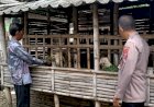 Warga-Desa-Mulyodadi-Manfaatkan-Lahan-Kosong-untuk-Beternak-Kambing,-Dapat-Dukungan-dari-Bhabinkamtibmas