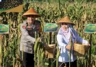 Polres-Pacitan-Bersama-Warga-Tani-Panen-Jagung-Wujudkan-Ketahanan-Pangan-Nasional