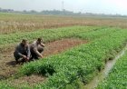 Polisi-Cinta-Petani-Tinjau-Lahan-Kangkung-di-Tarik-Sidoarjo