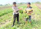 Bhabinkamtibmas-Seketi-Dukung-Ketahanan-Pangan-Lewat-Tanaman-Sawi