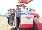Kabupaten-Sidoarjo-Dukung-Swasembada-Pangan,-Panen-Raya-Jagung-Kuartal-III-di-Balongbendo