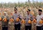 Kapolda-Jatim-dan-Gubernur-Panen-Jagung-di-Green-Farm-Banyuwangi-Penuhi-Target-Swasembada-Pangan