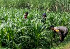 Polisi-dan-Petani-Tingkatkan-Program-Swasembada-Jagung,-Pantau-Lahan-Jagung-Desa-Kedungsukodani