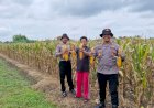 Polri-Kawal-Panen-Jagung-di-Desa-Singkalan