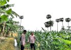 Perkuat-Ketahanan-Pangan,-Polsek-Jabon-Cek-Perkembangan-Tanaman-Jagung