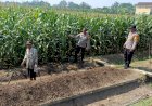 Kapolsek-Balongbendo-Tinjau-Jagung-Hibrida-1-Hektare-untuk-Perkuat-Swasembada-Pangan-di-Sidoarjo