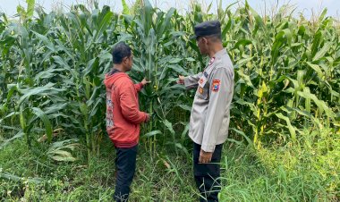 Polsek-Tarik-Dampingi-Pengelolahan-Tanaman-Jagung-di-Desa-Kemuning,-untuk-Ketahanan-Pangan