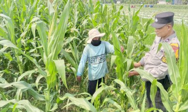 Polsek-Tarik-Pantau-Pertumbuhan-Jagung-di-Kedungbocok-Demi-Sukseskan-Ketahanan-Pangan-Polresta-Sidoarjo