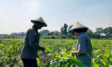 Bhabinkamtibmas-Polsek-Taman-Sambangi-Petani-Jagung-di-Sepanjang,-Dukung-Ketahanan-Pangan-Nasional