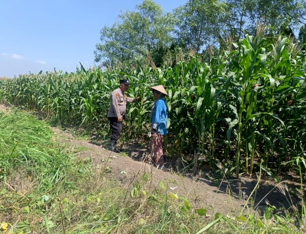 Polsek Candi Dukung Ketahanan Pangan Lewat Jagung