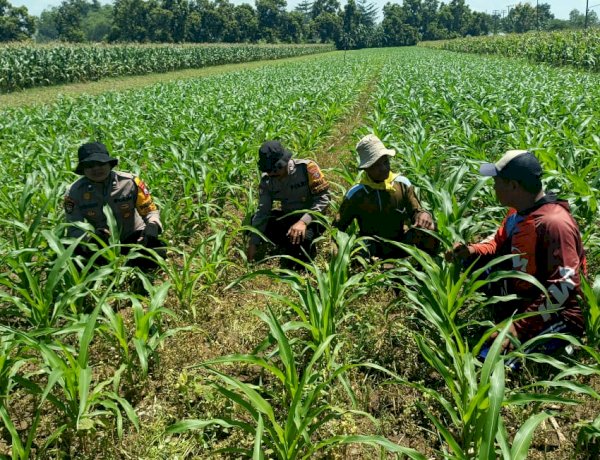 Polsek Balongbendo Kawal Perkembangan Tanaman Jagung, Dukung Ketahanan Pangan dan Swasembada Pangan Nasional