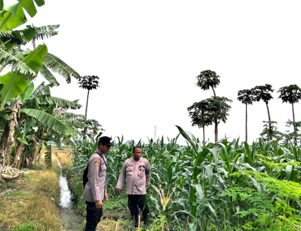 Perkuat Ketahanan Pangan, Polsek Jabon Cek Perkembangan Tanaman Jagung
