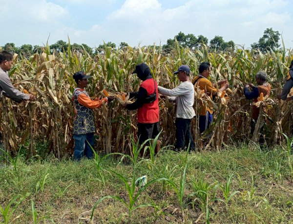Kompak Wujudkan Swasembada Pangan, Polisi dan Petani di Balongbendo Kelola Tanaman Jagung