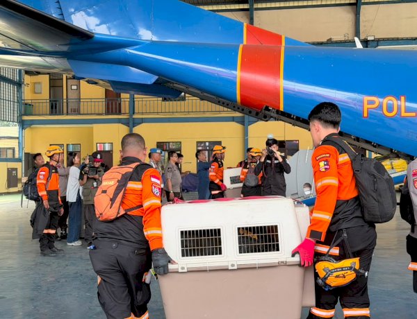 Terbang dengan Pesawat Khusus, Polri Kerahkan 10 K9 SAR Berpengalaman ke Flores, Misi Pencarian Korban