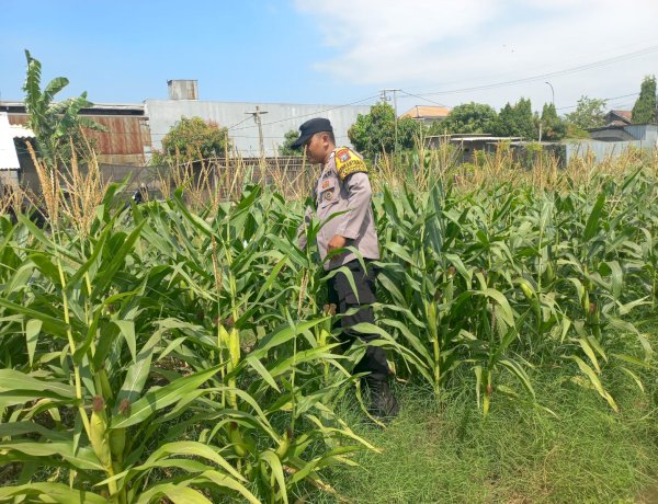 Polisi Cinta Petani, Polsek Wonoayu Pantau Jagung P2B di Desa Popoh Dukung Swasembada Pangan
