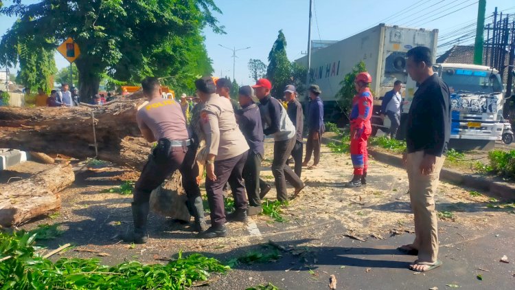 Polisi-Bantu-Evakuasi-Pohon-Tumbang-di-Jalan-Raya-Tebel-Gedangan