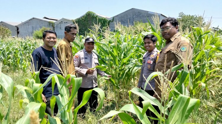 Polsek-Sukodono-Cek-Pertumbuhan-Jagung-di-Kebonagung,-Dukung-Ketahanan-Pangan