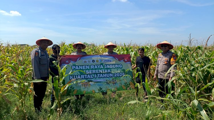 Panen Raya Jagung di Balongbendo, Wujud Dukungan Polri terhadap Ketahanan Pangan