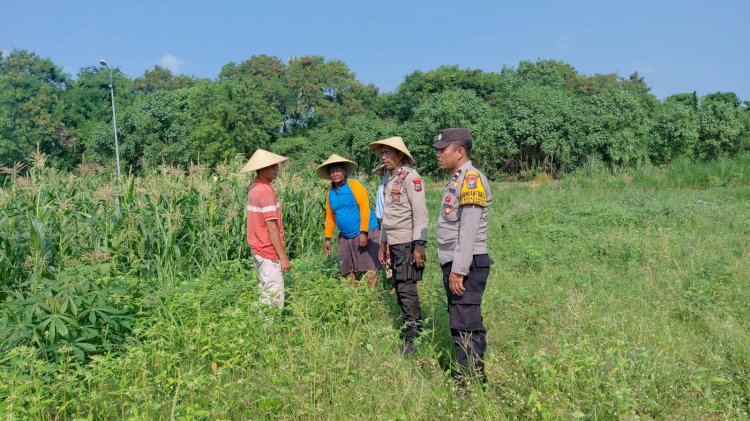 Polsek Tulangan Monitoring Tanaman Jagung Dukung Ketahanan Pangan di Desa Kemantren