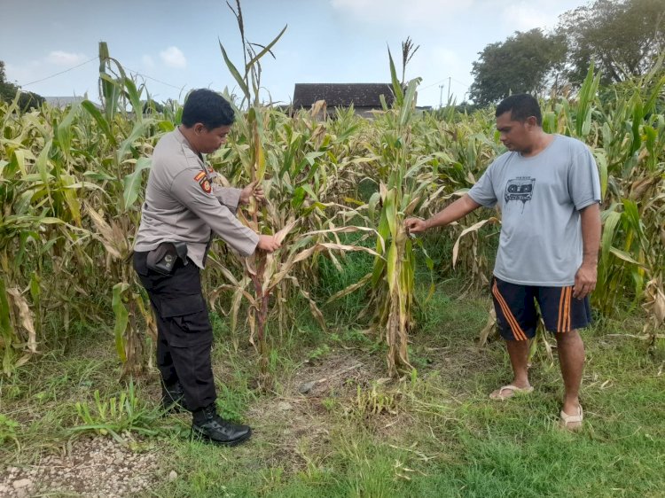 Optimalkan Ketahanan Pangan, Polisi Pantau Perkembangan Tanaman Jagung di Desa Bulang