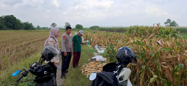 Polsek Tanggulangin Optimalkan Peran Bhabinkamtibmas Dampingi Petani Jagung