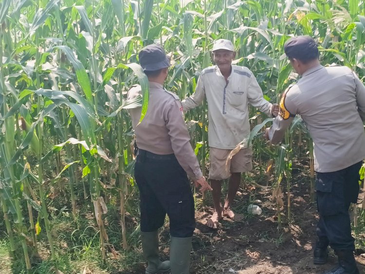 Polsek Balongbendo Dampingi Petani, Wujud Nyata Dukungan Ketahanan Pangan