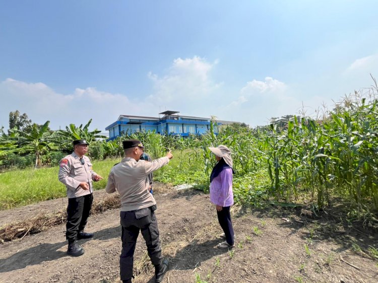 Polsek Sedati Intensif Dampingi Petani Jagung di Desa Betro, Dukung Program Ketahanan Pangan Nasional