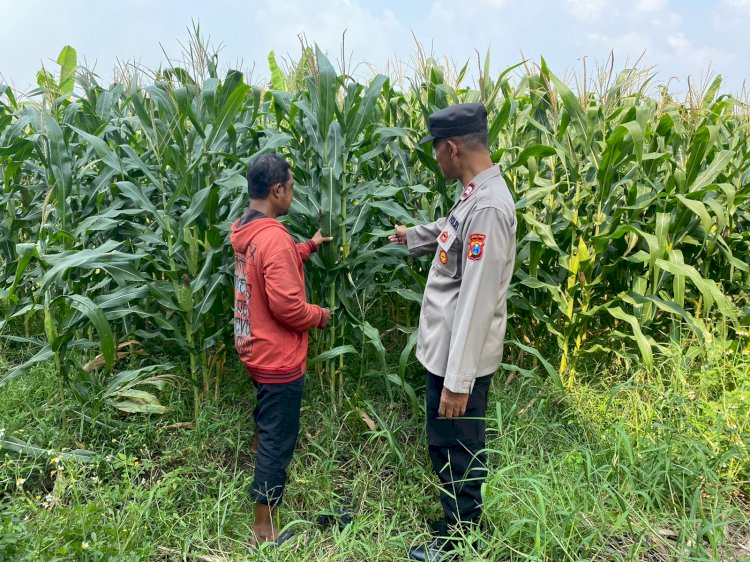 Polsek Tarik Dampingi Pengelolahan Tanaman Jagung di Desa Kemuning, untuk Ketahanan Pangan